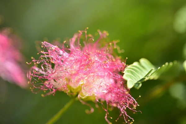 Flores Rosadas Suaves Que Crecen Jardín —  Fotos de Stock