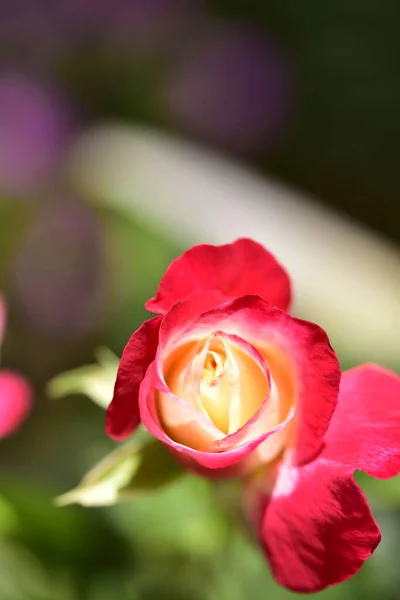 Όμορφο Λουλούδι Τριαντάφυλλο Μεγαλώνει Στον Κήπο — Φωτογραφία Αρχείου