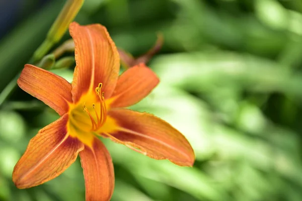 Vacker Orange Blommor Som Växer Trädgården — Stockfoto