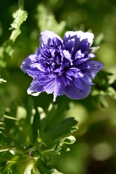 Primo Piano Bel Fiore Viola Fiore Giardino — Foto Stock
