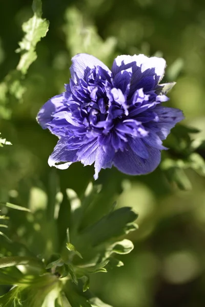 Bahçede açan güzel mor çiçeğe yaklaş.