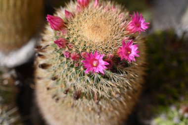 close up of a cactus, succulent concept