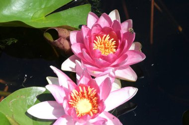 Gölette güzel pembe nilüfer çiçekleri, yakın görüş.