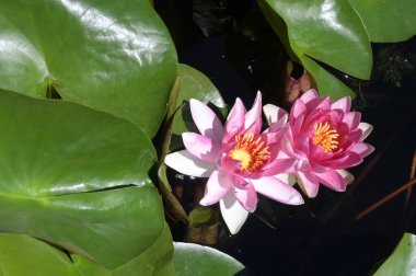 Gölette güzel pembe nilüfer çiçekleri, yakın görüş.