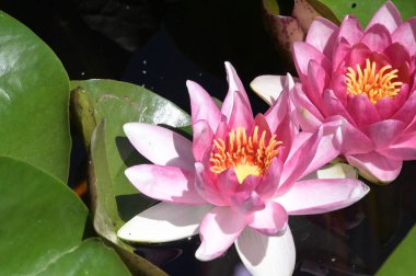 Gölette güzel pembe nilüfer çiçekleri, yakın görüş.