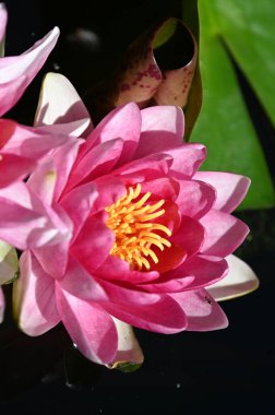 Gölette güzel zambaklar, yakın manzara