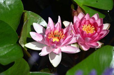 Gölette güzel pembe nilüfer çiçekleri, yakın görüş.