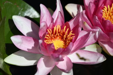 Gölette güzel pembe nilüfer çiçekleri, yakın görüş.