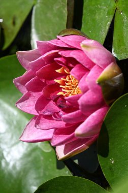 Güzel zambak gölette, yakın manzara