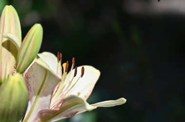 Bahçede yetişen güzel beyaz zambak çiçekleri