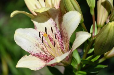 Bahçede yetişen güzel beyaz zambak çiçekleri