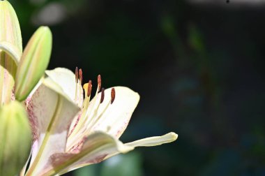 Bahçede yetişen güzel beyaz zambak çiçekleri
