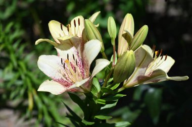 Bahçede yetişen güzel beyaz zambak çiçekleri