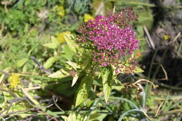 Bloeiende Paarse Bloem Groeien Tuin — Stockfoto