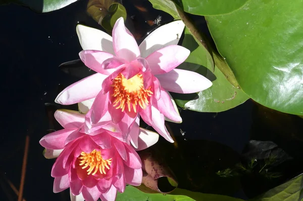 池塘上美丽的百合花 — 图库照片