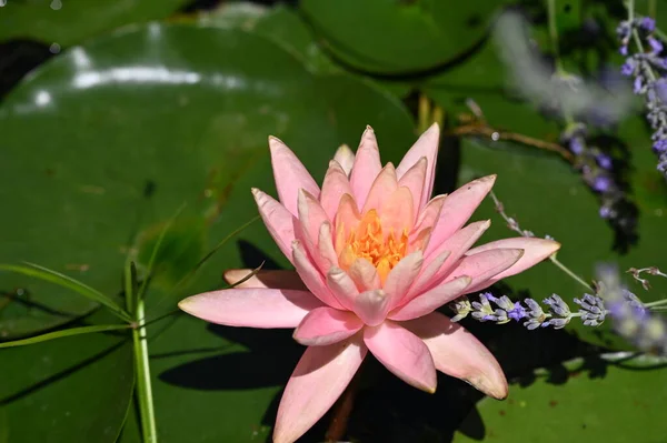 池塘上美丽的粉色荷花 近景尽收眼底 — 图库照片