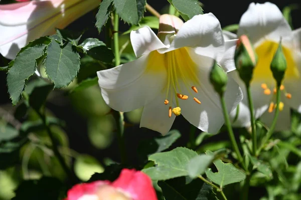 花园里生长着美丽的白色百合花 — 图库照片