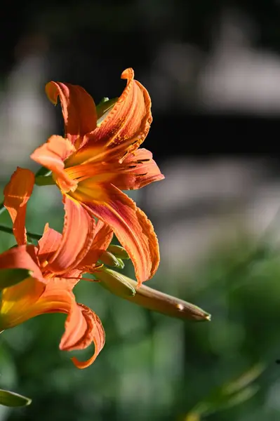 Belles Fleurs Oranges Poussant Dans Jardin — Photo