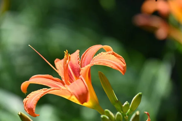 Hermosas Flores Naranjas Creciendo Jardín —  Fotos de Stock
