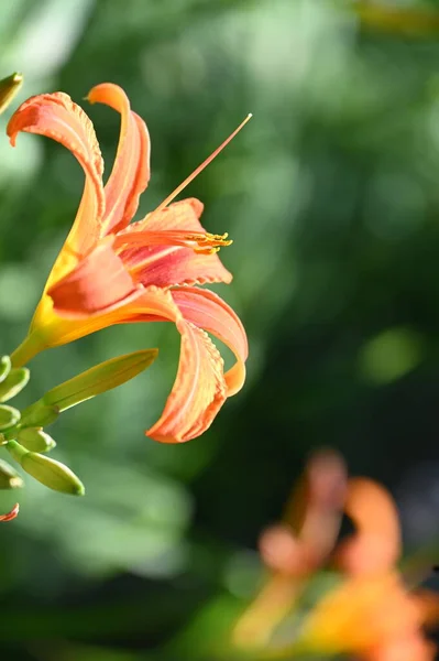Hermosas Flores Naranjas Creciendo Jardín —  Fotos de Stock