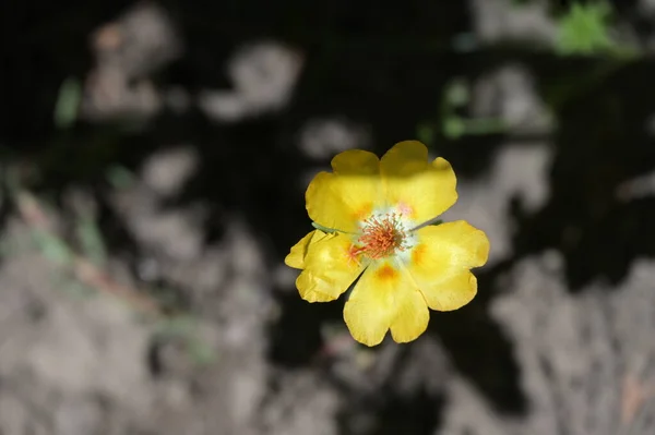 Ηλιόλουστα Κίτρινα Λουλούδια Που Μεγαλώνουν Στον Κήπο — Φωτογραφία Αρχείου