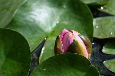 Gölette güzel pembe nilüfer çiçeği, yakın görüş.