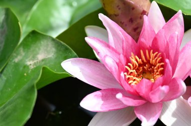 Gölette güzel pembe nilüfer çiçeği, yakın görüş.