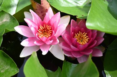 Gölette güzel pembe nilüfer çiçekleri, yakın görüş.