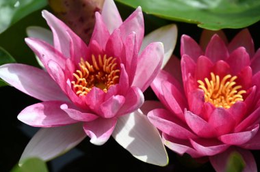 Gölette güzel pembe nilüfer çiçekleri, yakın görüş.