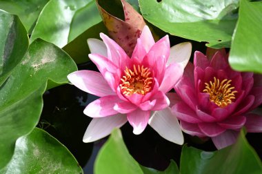 Gölette güzel pembe nilüfer çiçekleri, yakın görüş.