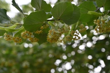 close up shot of green blossom in the garden