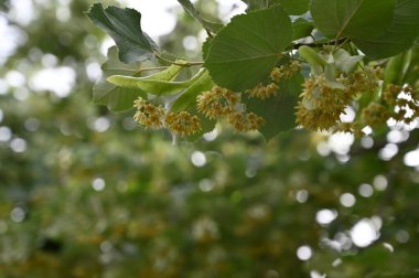close up shot of green blossom in the garden