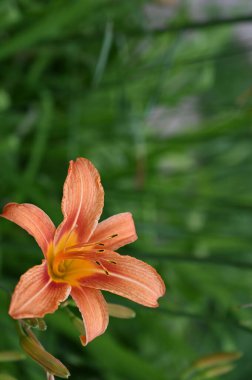 bahçede büyüyen güzel turuncu çiçekler