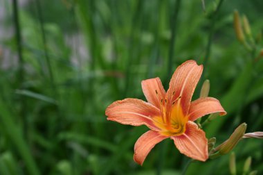 bahçede büyüyen güzel turuncu çiçekler