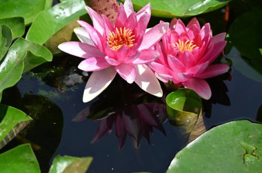 Gölette güzel pembe nilüfer çiçekleri, yakın görüş.