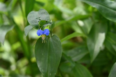 Bahçede büyüyen mor çiçek