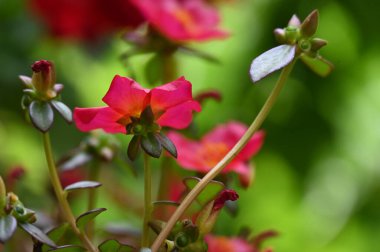 bahçede büyüyen güzel pembe çiçekler