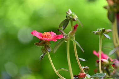 bahçede büyüyen güzel pembe çiçekler