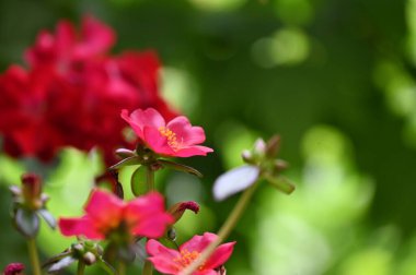 bahçede büyüyen güzel pembe çiçekler