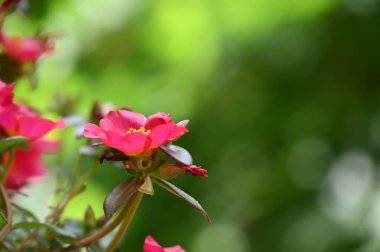 bahçede büyüyen güzel pembe çiçekler