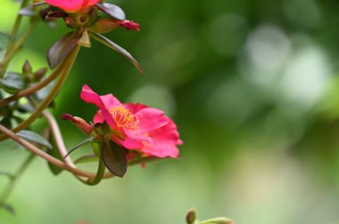 bahçede büyüyen güzel pembe çiçekler