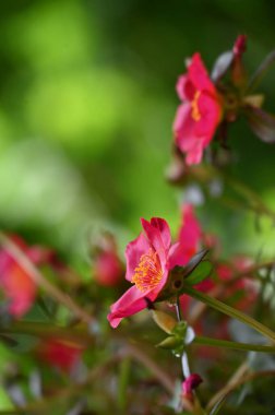 bahçede büyüyen güzel pembe çiçekler
