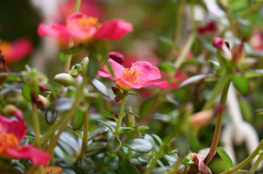 bahçede büyüyen güzel pembe çiçekler