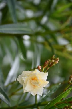 Bahçede büyüyen beyaz harika çiçekler