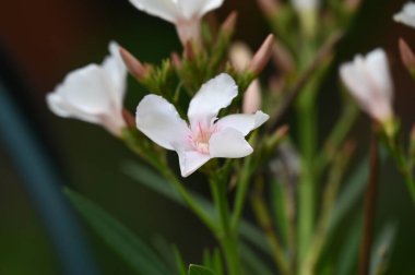 Bahçede büyüyen beyaz harika çiçekler