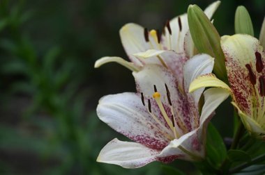 Bahçede yetişen güzel beyaz zambak çiçekleri