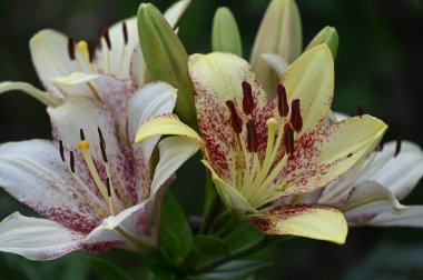 Bahçede yetişen güzel beyaz zambak çiçekleri