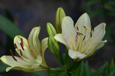 Bahçede yetişen güzel beyaz zambak çiçekleri