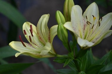 Bahçede yetişen güzel beyaz zambak çiçekleri