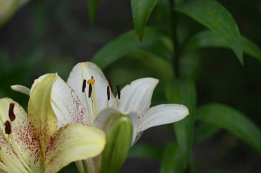 Bahçede yetişen güzel beyaz zambak çiçekleri